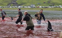 Hàng chục cá voi bị giết, máu nhuộm đỏ nước quần đảo Faroe