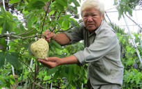 Lão nông với vườn mãng cầu dai cho trái "khổng lồ"