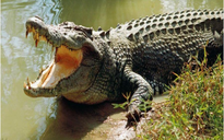 Người dân thấy cá sấu lớn trên sông, chính quyền phát cảnh báo tránh xa nơi nguy hiểm