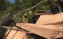 Vụ điều công an khác địa bàn đi bắt gỗ lậu: Thu giữ thêm 500 mét khối gỗ