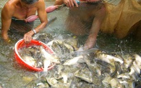 Cá nhảy đầy mặt sông ở Cồn Sơn ngày giáp Tết