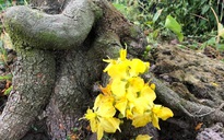 Lạ mắt vườn mai khủng có hoa vàng rực trổ từ ngọn tới rễ