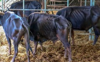 Sở KH-CN Lâm Đồng nói gì vụ bò tót nuôi để nghiên cứu gầy trơ xương vì đói?