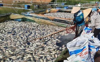 Khoảng 30 tấn cá chết hàng loạt bất thường