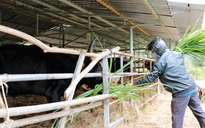 Lo phương án di chuyển đàn bò tót lai