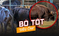 Bò tót mà biết nói năng….