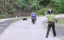 Sau mưa bão, đàn voọc gáy trắng lại lao xuống đường tấn công người