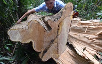 Còn phá rừng, còn thảm họa thiên tai: Rừng tự nhiên không ngừng "chảy máu"