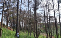 Dung túng việc đầu độc rừng thông