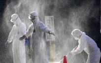 Cúm gia cầm độc lực cao lây lan sang tỉnh thứ 10 của Nhật Bản