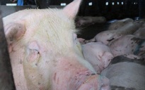 Hơn 300.000 con heo Thái Lan đã đánh tan cơn sốt giá thịt heo trong nước