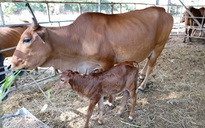 Đàn bò tót lai gầy trơ xương phục hồi và sinh con