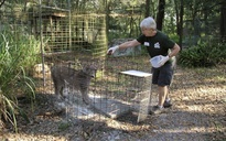 Mỹ: Cho hổ ăn, bị cắn gần đứt lìa cánh tay