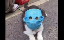 Virus corona mới: Cả mèo cũng đeo khẩu trang ở Trung Quốc