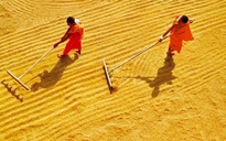 Cuộc thi ảnh "Nét đẹp lao động": Hành trình cây lúa Miền Tây