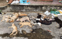 Nhóm đối tượng gây ra hơn 100 vụ trộm chó với thủ đoạn tàn độc