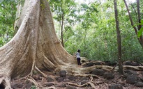 Bỗng nhớ gió rừng