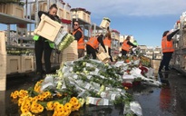 Hà Lan: Hàng triệu cây hoa tulip bị nhổ bỏ thành phế thải vì Covid-19