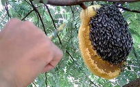 Rừng ở Cà Mau bị cháy do người dân trộm mật ong