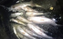 Vụ cá tự nhiên chết bất thường: Cơ sở sản xuất giấy vàng mã xả thải trực tiếp ra sông