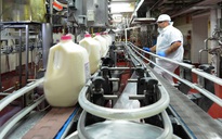 Nhà máy sữa tại Mỹ của Vinamilk góp sức cùng người dân vượt qua đại dịch Covid-19