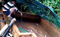 Lâm Đồng: Hàng tấn cá tầm chết nghi bị nhiễm độc