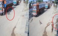 Video: Báo vồ hụt người, bị đàn chó dồn tới đường cùng