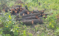 Vụ hơn 4 ha rừng phòng hộ cách trụ sở UBND xã 1 km bị chặt phá: Công an vào cuộc điều tra