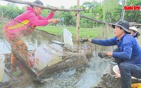 Săn cá linh non đầu mùa lũ