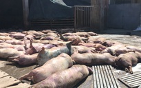 Hàng chục con lợn chết trước khi vào lò mổ