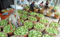 Lời cảnh tỉnh cho trái cây xuất khẩu