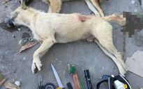 Bình Định: Một người đàn ông tử vong sau khi phát hiện bất tỉnh bên cạnh vật dụng trộm chó