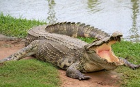 UBND quận 12 cảnh báo cá sấu xuất hiện trên sông Sài Gòn