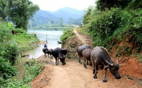 Hết tiền uống rượu, thanh niên trộm trâu hàng xóm đem bán