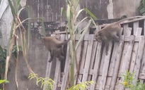 Đàn khỉ quậy tưng bừng ở quận 12, TP HCM