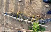 Vũng Tàu giăng lưới bắt được cá sấu dài 2 m ở hồ nước