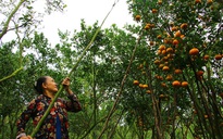 Lai Vung: Thêm 1 mùa quýt buồn