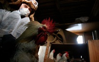 Nga phát hiện loại cúm mới lây từ động vật sang người - H5N8