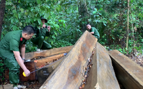 Lại phát hiện vụ phá rừng lớn, thu gần 40m3 gỗ ở Đắk Lắk