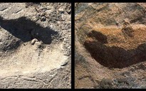 Phát hiện loài mới 3,7 triệu tuổi: người mang "bước chân gấu"