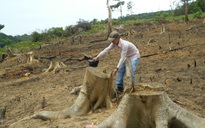 Yêu cầu làm rõ trách nhiệm vụ hàng chục cây rừng bị "lâm tặc" đốn hạ ở Quảng Trị