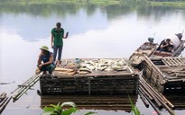 Cá chết hàng loạt trên sông Mã, 2 công ty thừa nhận xả thải