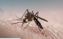 Dân Florida nổi nóng khi 750 triệu con muỗi biến đổi gien được thả