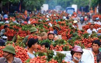 Đề nghị Thủ tướng gỡ khó cho hàng trăm ngàn tấn nông sản, hàng chục triệu gia súc gia cầm