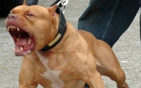 Chó Pitbull 60kg tấn công chủ bị thương, cắn người lạ tử vong