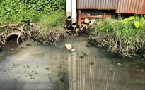 Tan nát dòng Chà Và, Đồng Nai và Phú Hội