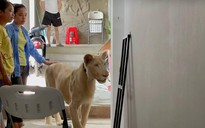 Cái kết của người Trung Quốc khoe thú cưng sư tử trên TikTok