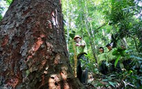 Việt Nam thí điểm bán tín chỉ carbon rừng