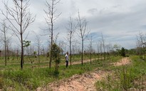Bảo vệ rừng bị truy tố vì để rừng bị hủy hoại