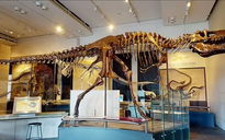 Chụp CT sọ khủng long, phát hiện loài chưa từng thấy trên thế giới